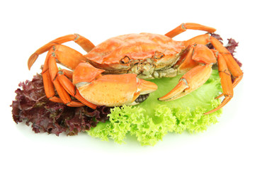 Boiled crab isolated on white