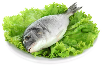 Dorado fish isolated on white