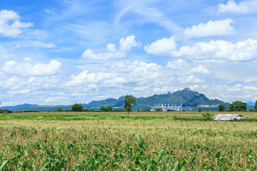 Fototapeta na wymiar Landscape with corn field and blue sky