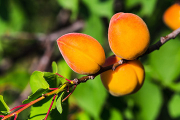 Ripe apricots during the harvest