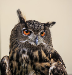 Eagle Owl/An eagle owl 