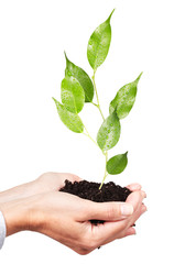 Woman hands with green plant.