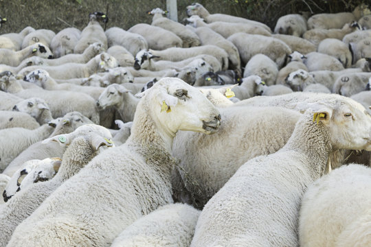 Sheep Nature Group
