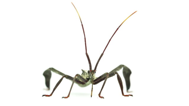 Wheelbug runs beak along ground, close up