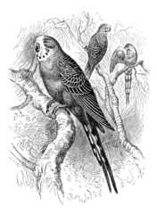 Bird : Parakeet - Perruche