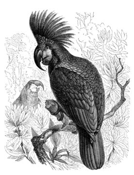 Bird : Parrot - Perroquet - Papagai