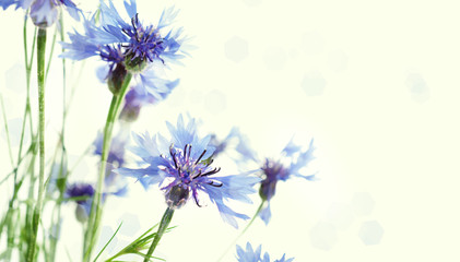 Fototapeta premium Cornflowers background