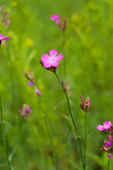 Fototapeta premium Wild carnation flower