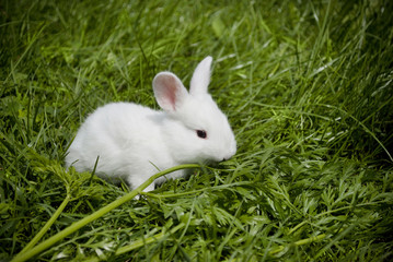 cute live bunny on grass