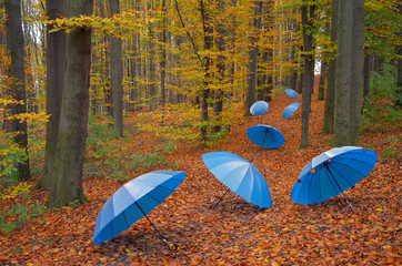 Umbrellas in the wood