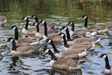 Kanadagänse auf dem Wasser