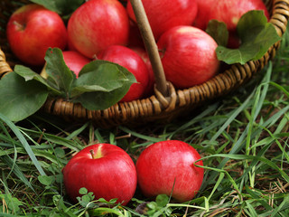Fresh apples in the basket