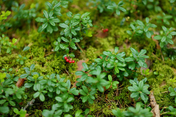 Wild forest berries on a bush