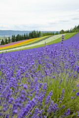 Fototapeta na wymiar Lavender farm in Japan5