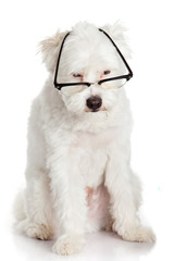 dog in glasses isolated on white background