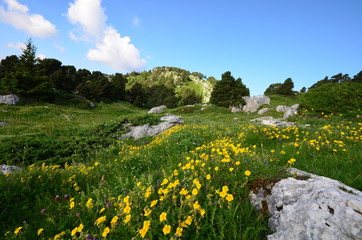 Fototapeta na wymiar Col de l'Alpe en Chartreuse.