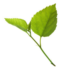 green leaf isolated