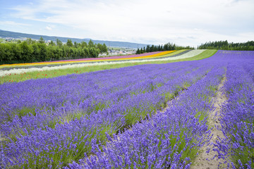 Fototapeta na wymiar Lavender farm in Japan1