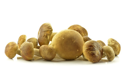 Prawdziwki na białym tle