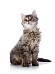 Fluffy beautiful cat sits on a white background.