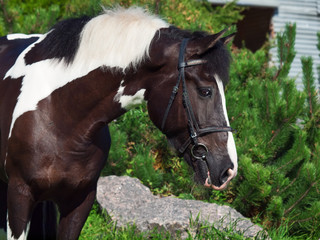 Obraz na płótnie Canvas portret pięknej konia projektu farby