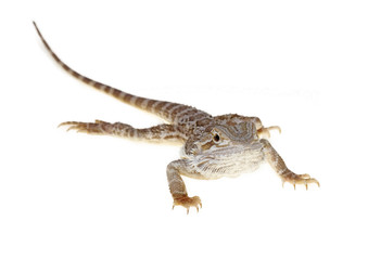 bearded dragon