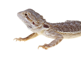 bearded dragon