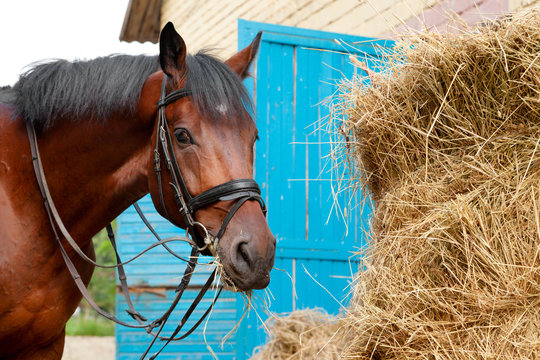 horse eating a hay - Powered by Adobe