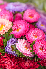 Naklejka premium Sommerastern, Schnittblumen, Stauden, Callistephus