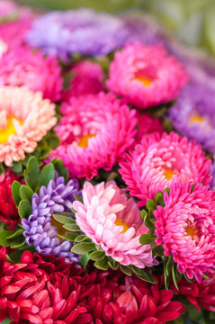 Sommerastern, Schnittblumen, Stauden, Callistephus
