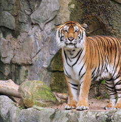 Obraz premium Royal Bengal tiger