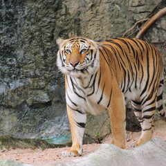 Fototapeta na wymiar Royal Bengal tiger