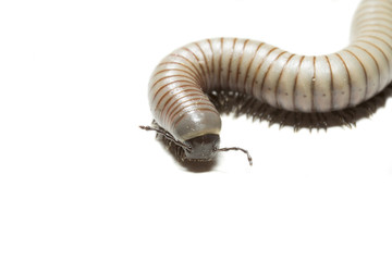 animal centipede detail isolated