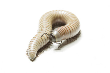animal centipede detail isolated