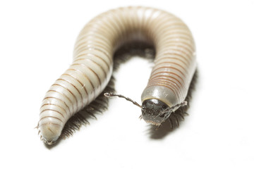 animal centipede detail isolated