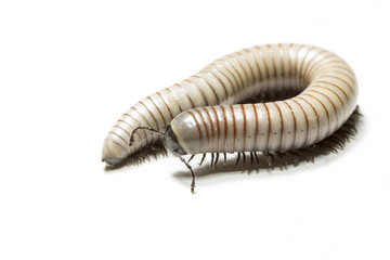 animal centipede detail isolated