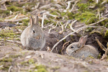 Naklejka na ściany i meble Rabbits at burrow