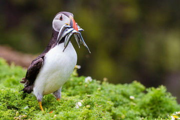 Puffin with sand eels