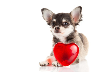 chihuahua isolated on white background