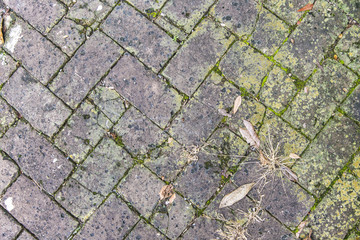 Obraz premium old tiles at the sidewalk with plants in the joints