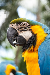 Fototapeta premium Parrot macaw