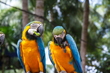 Parrot macaw