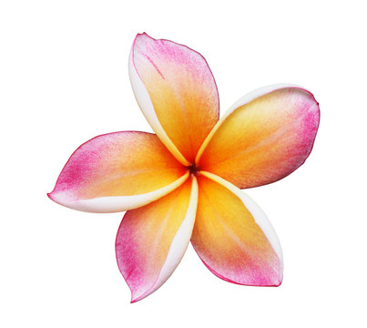 Blooming Yellow Plumeria (frangipani)  - with clipping path