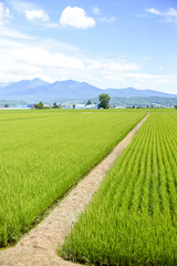 Fototapeta premium Green rice fields in Japan1