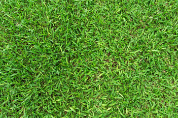 Tropical Carpet Grass