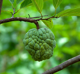 Fototapeta premium Custard apple tree on a green background in garden