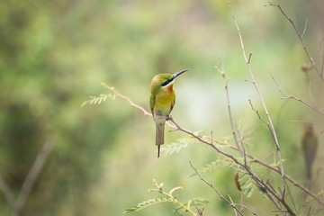 Obraz premium bee-eater bird