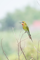 bee-eater bird
