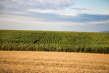 Fototapeta na wymiar Acres of corn