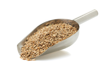 wheat grain on white